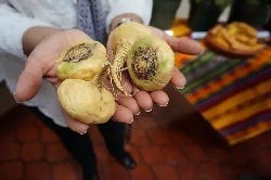 Maca-Knollen Maca-Knollen