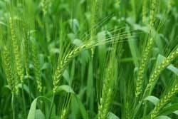 Weizengrass Weizengrass