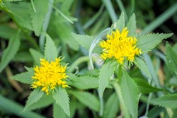 Die Rhodiola-Pflanze