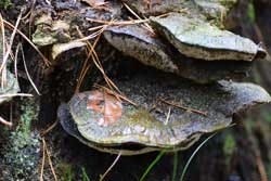 Birkenpilz Birkenpilz