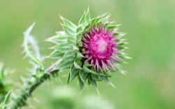 Mariendistel Mariendistel