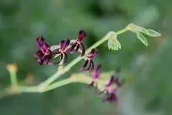Blumen der Pelargonium sidoides Blumen der Pelargonium sidoides