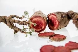 Wurzeln von Pelargonium sidoides Wurzeln von Pelargonium sidoides