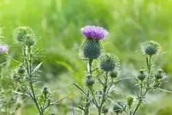 Mariendistel Mariendistel