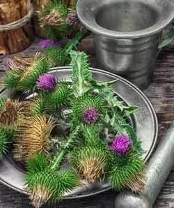 Mariendistel in der Küche Mariendistel in der Küche