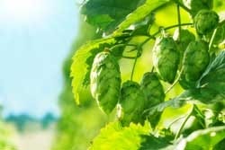 Hopfenzapfen