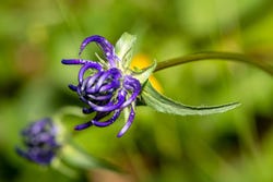 Die violetten Blüten der Teufelskralle Die violetten Blüten der Teufelskralle