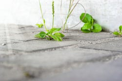 Wegerich zwischen den Pflastersteinen