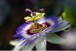 Passionsblume Passionsblume