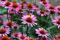 Feld mit Echinacea-Blüten Feld mit Echinacea-Blüten