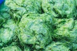Täglich frische Spirulina Täglich frische Spirulina