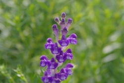 Lila Blume des Scutellaria Lila Blume des Scutellaria