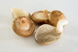 Shiitake und ein Austernpilz Shiitake und ein Austernpilz