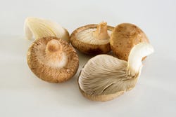 Shiitake und ein Austernpilz