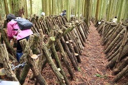 Traditionelle Shiitake-Baumschule