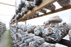 Professionell angebauter Shiitake Professionell angebauter Shiitake