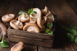 Box mit frischem Shiitake Box mit frischem Shiitake
