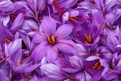 Safran-Krokusse