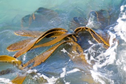 Kelp