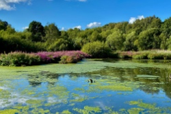 Algen in stehenden Gew&auml;ssern