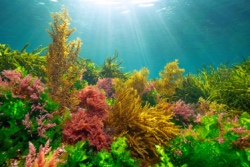 Multi-gef&auml;rbtes Seetang