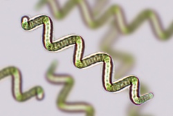 Grafische Darstellung von Spirulina