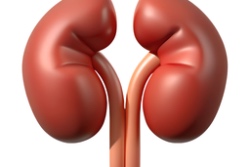 Abbildung der Nieren