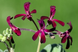 Pelargonium sidoides Bl&uuml;te