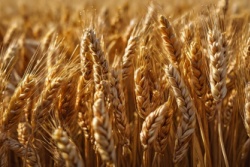 Goldgelbe Weizenähren Goldgelbe Weizenähren