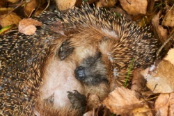 Igel im Winterschlaf