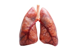 Gesunde menschliche Lungen Gesunde menschliche Lungen