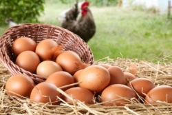 Verse eieren van buitenkippen
