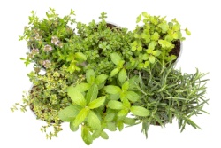 Sammlung mediterraner Kr&auml;uter