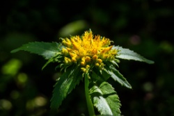 Rhodiola-rosea-Blüte Rhodiola-rosea-Blüte