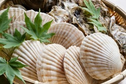 Schalentiere Schalentiere
