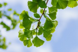 Ginkgo-Biloba-Bl&auml;tter
