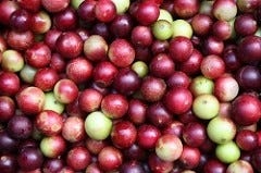 Cumu-Camu-Beeren Cumu-Camu-Beeren
