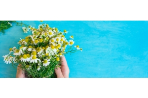 Ein Strauß Kamillenblüten