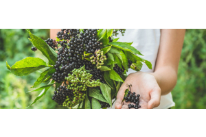 Frau Holunderbeeren pflücken