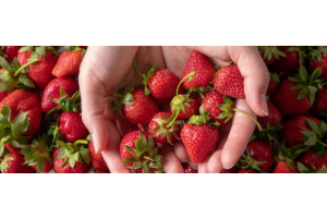 Frau mit einer Handvoll Erdbeeren