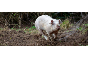 Vrij en gezond varken