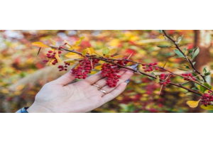 Frau mit Weißdornbeeren in der Hand