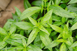 Kalmegh (Andrographis paniculata)