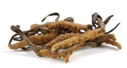 Cordyceps Plus