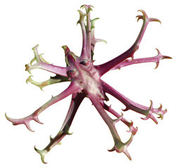 Teufelskrallenextrakt