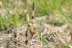 Ackerschachtelhalmextrakt