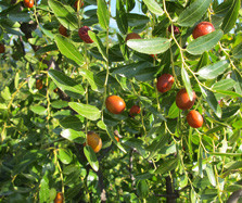 Jujube-Extrakt (Brustbeerbaum)