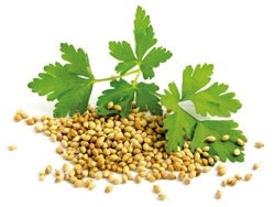 Koriandersamen-Gesichtsöl