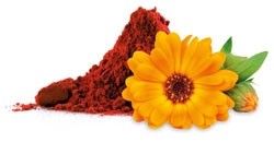 Lutein und Astaxanthin