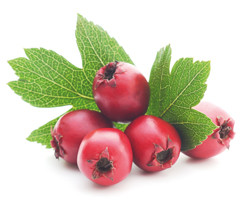 Weißdornbeeren Extrakt